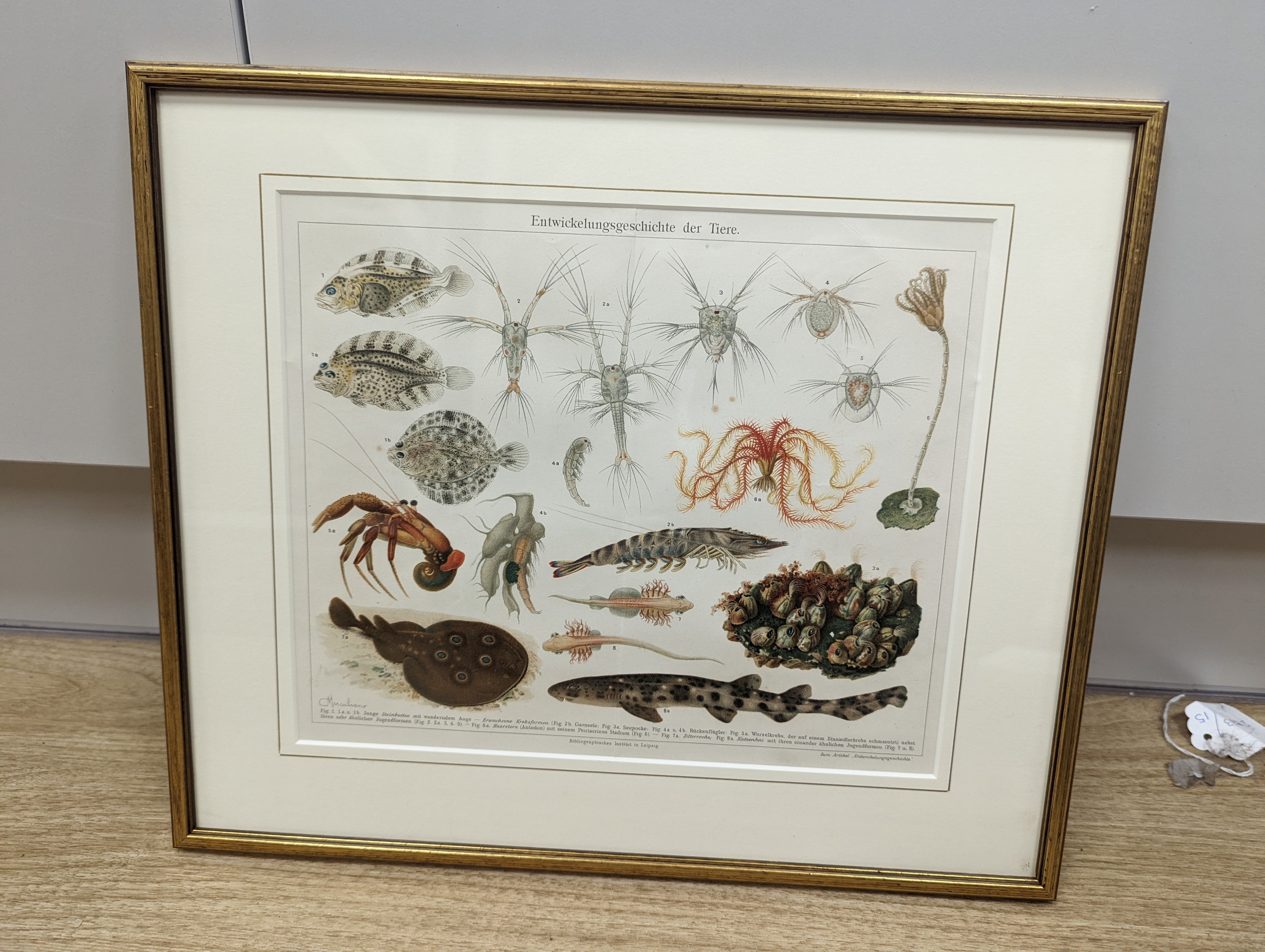 Bibliographisches Institut, Leipzig, sixteen assorted chromolithographs, Illustrations of orchids, fungi and other flora and fauna, 22 x 29cm